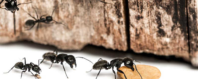 怎么消灭蚂蚁简单有效的方法