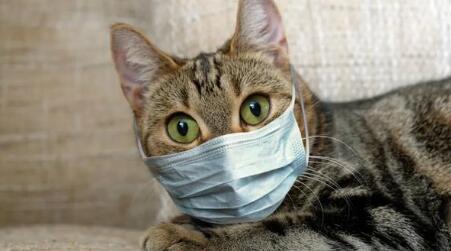 猫会感染新型冠状病毒吗
