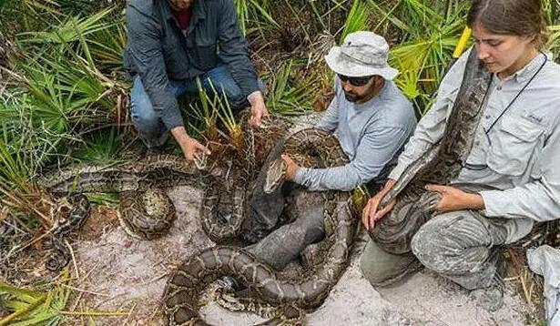 蟒蛇是几级保护动物？曾经随处可见的蟒蛇，如今面临濒临？