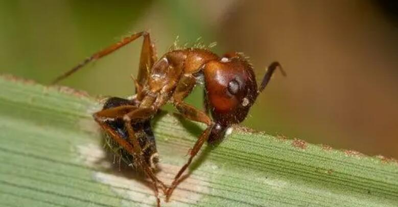 僵尸蚂蚁真的存在吗？真相到底是什么呢，为何会让人毛骨悚然！