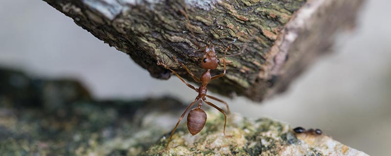 如何防蚂蚁才是最有效的