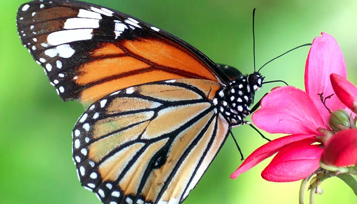蝴蝶的特点和外貌描写作文
