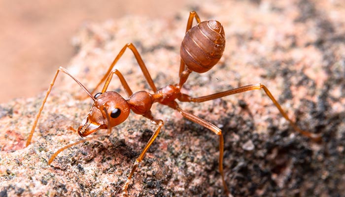红蚂蚁进家有什么征兆