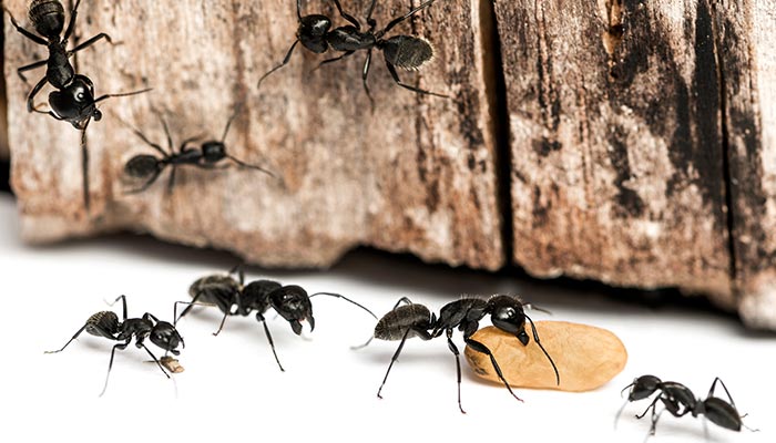 蚂蚁的象征意义是什么成语