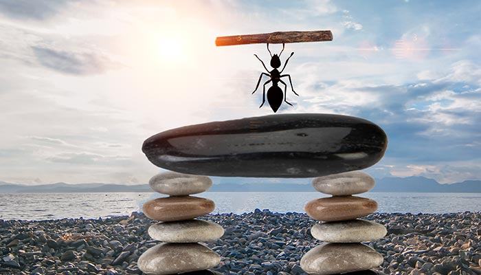 蚂蚁洞为什么是天然的指南针蚂蚁窝为什么是天然水泥