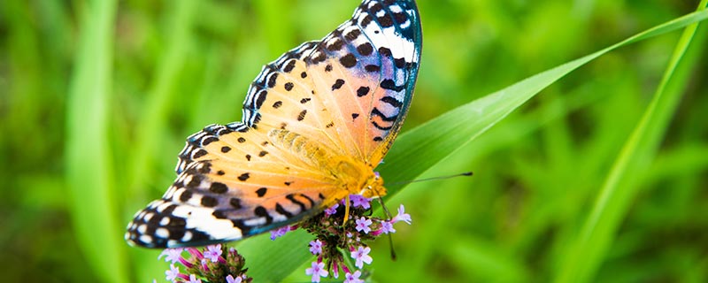 蝴蝶幼虫吃什么蝴蝶幼虫喜欢吃什么植物