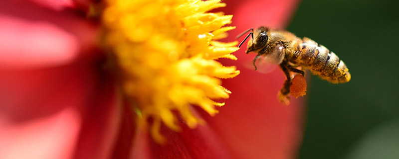 蜜蜂进家里怎么处理