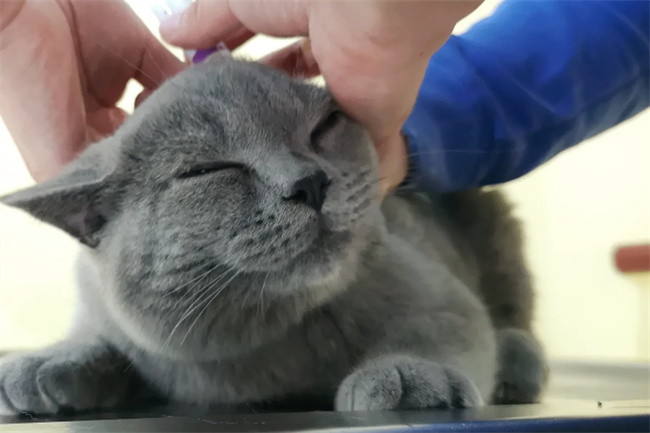 猫崽脖子有个被咬的伤口怎么办