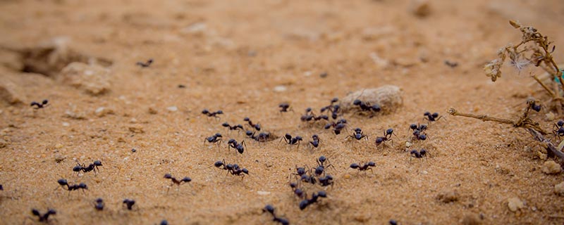 家里会有小蚂蚁怎么办