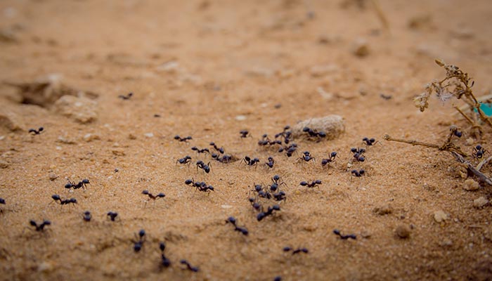 蚂蚁的奥秘有什么