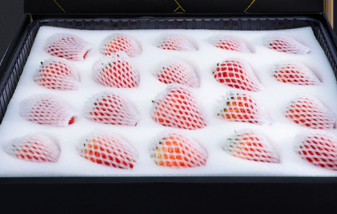 辽宁丹东草莓几月份上市