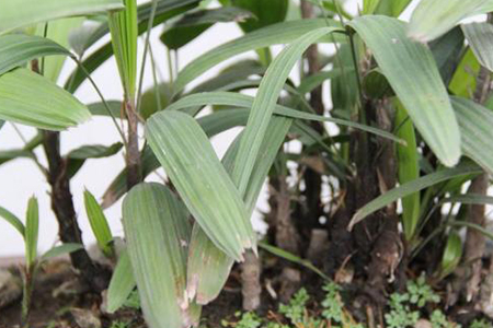棕竹如何施肥