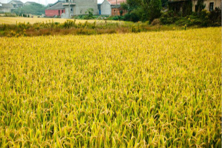 五谷稻麦黍菽稷的意思是什么