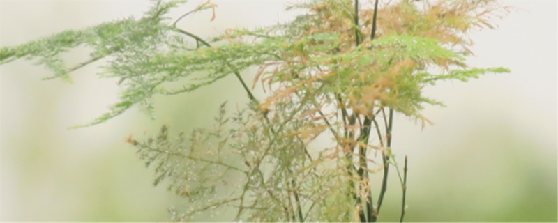 文竹是酸性植物吗