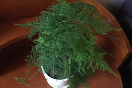 文竹是酸性植物吗