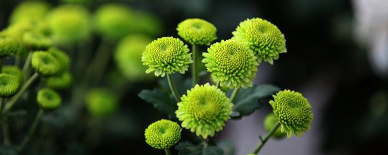 绿色菊花有哪些品种图片