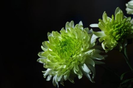 绿色菊花有哪些品种图片
