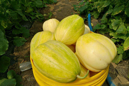 香瓜的养殖方法视频