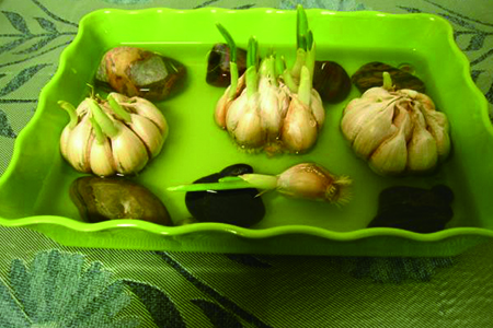 水培蒜的种植方法