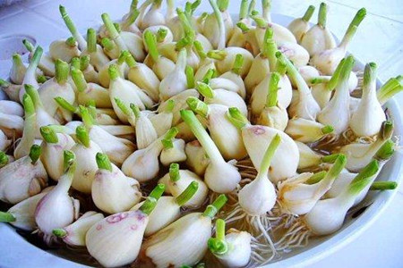 水培蒜的种植方法