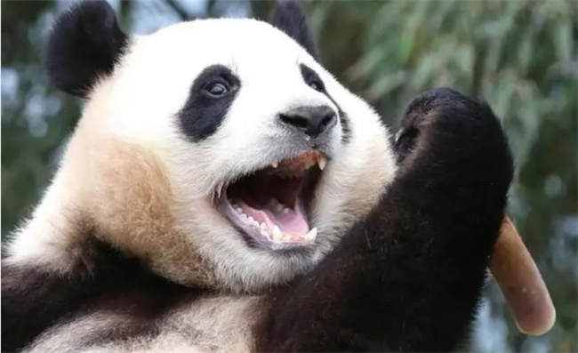 为什么熊猫的叫声和其他熊不一样