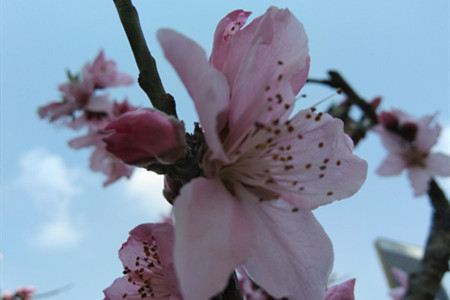 桃花的生长条件及周期