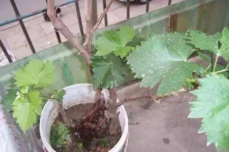 阳台栽葡萄的方法怎么栽