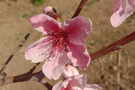 桃花开花的时候是什么季节
